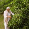 All The World In A Mango Tree In India