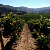 A Wine Lover's Guide To Casablanca Valley, Chile